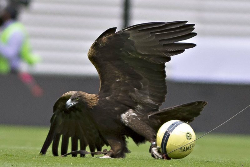 Se cumplen cuarenta años de que el Club América tomó el apodo de Águilas